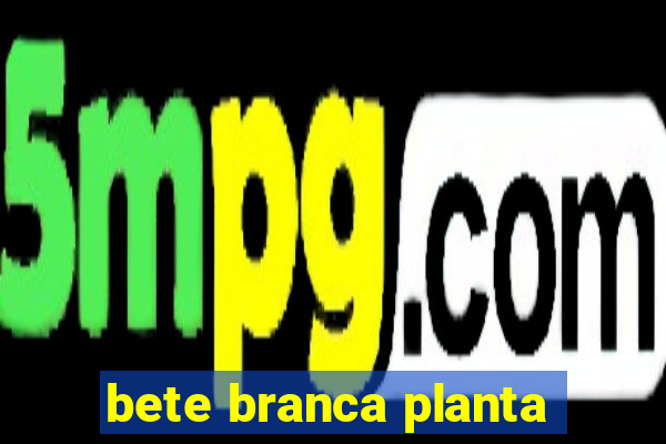 bete branca planta